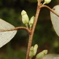 Elaeagnus latifolia L.